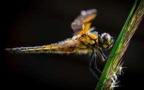 Желтая стрекоза за зеленом колоске на черном фоне