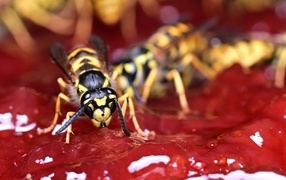 Yellow wasps sitting on jam