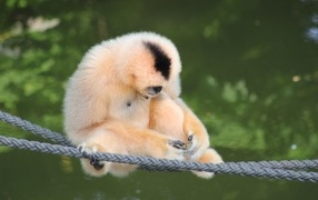 Big gibbon sits on the ropes