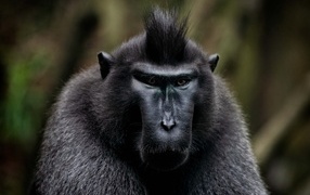 Black crested macaque close-up