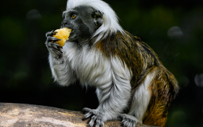 Cottontail tamarin monkey in the zoo