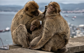 Family of three monkeys