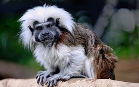 Funny cotton tamarin sits on a tree