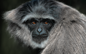 Большой серебристый гиббон