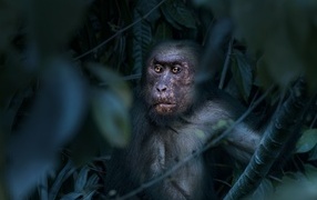 Large macaque sits in the leaves