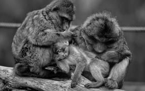 Monkey family black and white photo