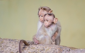 Две маленькие обезьяны на камне