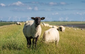 A flock of sheep grazes on the field