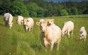 A herd of cows grazing on green grass
