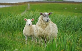 Big sheep with lamb in green grass