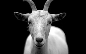 Big white goat on a black background