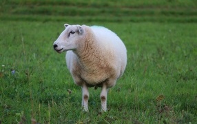 Big white sheep on green grass