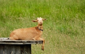 Domestic brown goat on the field