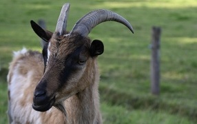 Domestic brown goat with sharp horns