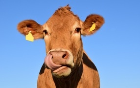 Domestic cow with tongue hanging out