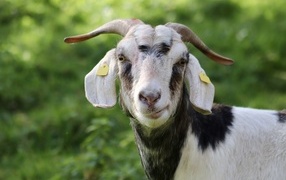 Domestic goat with horns
