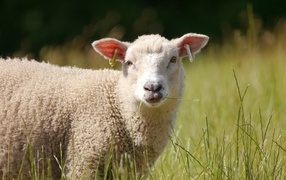 Domestic sheep on a field with green grass