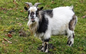 Goat with a long beard