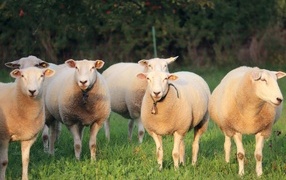 Herd of sheep grazes on green grass