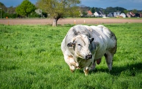 Huge white bull on green grass