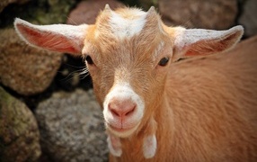 Little brown goat