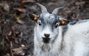 Little horned goat with brown eyes