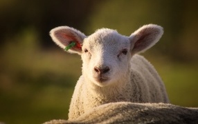 Little lamb close up