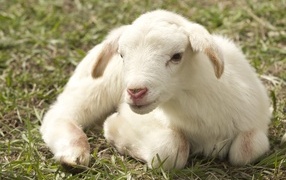 Little white lamb on green grass