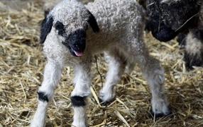 Newborn lamb in the barn