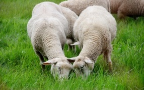 Sheep graze on green grass