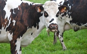 Пятнистые коровы на ферме 