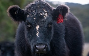 Young black bull with a tag in his ear
