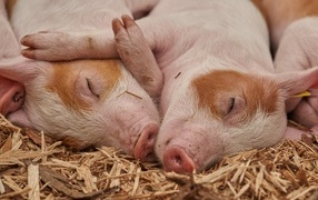 Cute piglets sleep in the hay