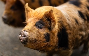 Large domestic brown pig
