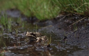 A frog sits in a puddle during the rain