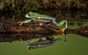 A green frog on a branch is reflected in the water