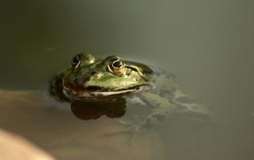 A green frog poked its eyes out of the water