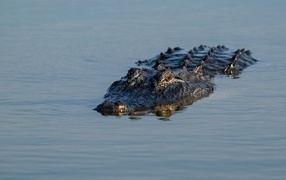 A large alligator swims through the water