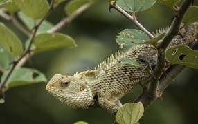 A large iguana sits on a tree branch