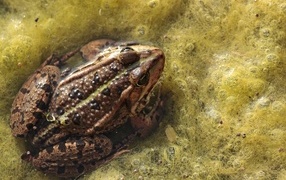 A large toad sits in the seaweed