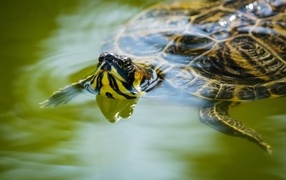A large turtle swims in the water