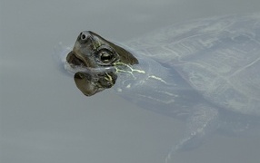 A large turtle swims in the water
