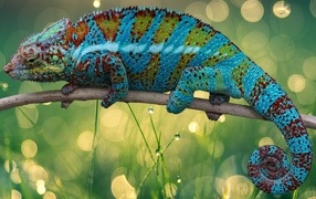 Beautiful bright chameleon sitting on a branch