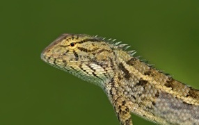 Beautiful lizard on a green background