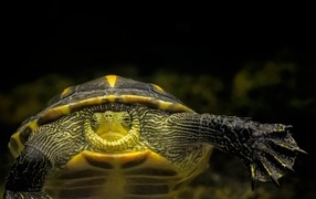 Большой китайская полосатая черепаха в аквариуме