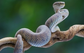 Big blue snake on a branch