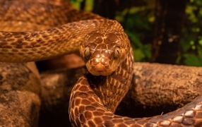 Big brown snake close up