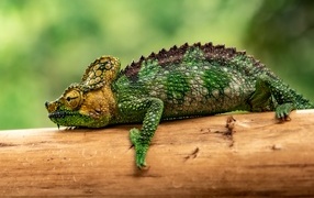 Big green chameleon on a tree
