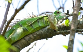 Big green iguana on a branch