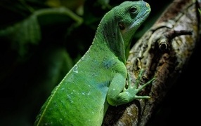 Big green iguana on a tree branch